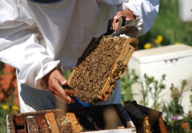 Chaco lidera la producción de miel orgánica en la República Argentina
