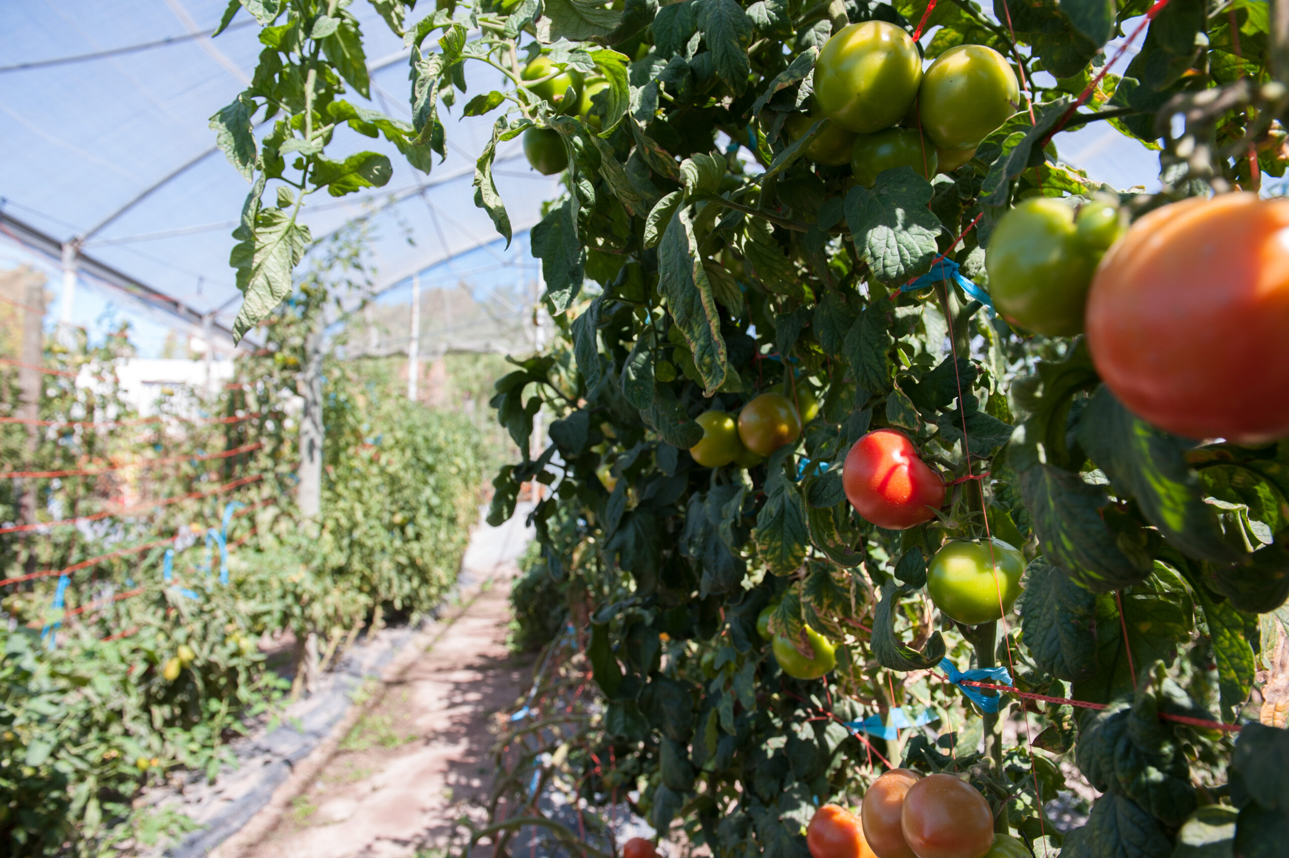 Pautas De Manejo Para Tomate En Invernadero - Opción Rural ...