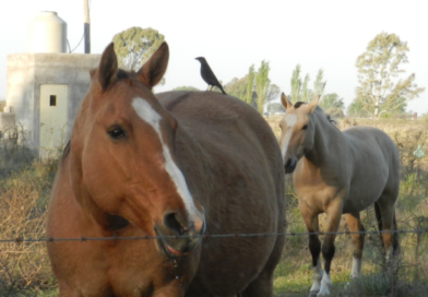 Recomendaciones útiles para la prevención del estrés térmico en los equinos