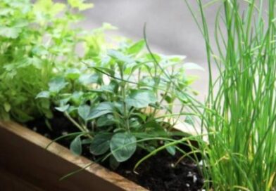 Cinco aromáticas ideales para cultivar en abril y darle sabor a tus platos de otoño Cinco aromáticas ideales para cultivar en abril y darle sabor a tus platos de otoño