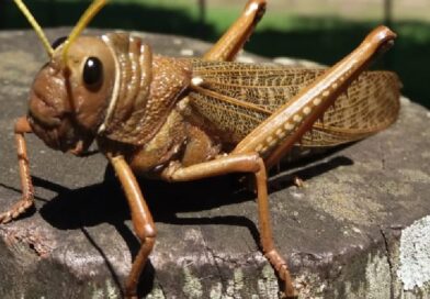 Tucuras sapo: monitoreo temprano para minimizar su impacto