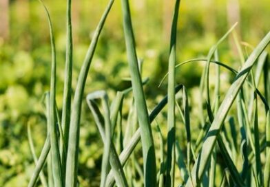 CEBOLLA/CEPEA: Siembras de la zafra 2026 entran en la recta final en Sao Pablo