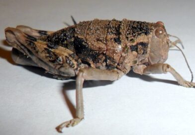 La región patagónica en alerta ante la detección de focos de la plaga Tucura sapo La región patagónica en alerta ante la detección de focos de la plaga Tucura sapo