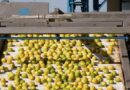 Se abrió el mercado chileno para la exportación de limones frescos argentinos