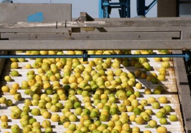Se abrió el mercado chileno para la exportación de limones frescos argentinos