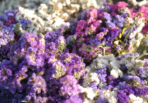 Nombres de flores secas - En Flores a Secas