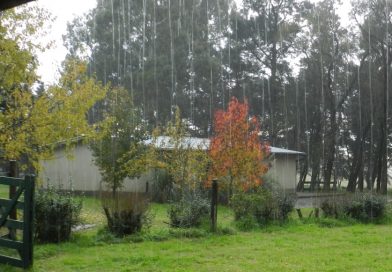 Anticipan un agosto y septiembre más lluviosos: las señales de El Niño ya se afianzan en Argentina Anticipan un agosto y septiembre más lluviosos: las señales de El Niño ya se afianzan en Argentina