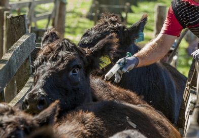 APROVIS informa el inicio de la CAMPAÑA de VACUNACIÓN 01-2026