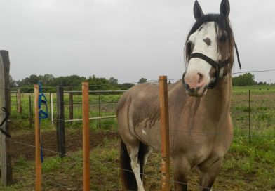 En enero y febrero, se certificó exportación de 21 equinos desde La Pampa y San Luis