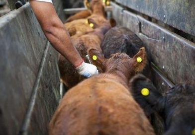 APROVIS informa: VACUNACIÓN CARBUNCLO 2026. APROVIS informa: VACUNACIÓN CARBUNCLO 2026.