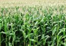 El maíz temprano a salvo de Spiroplasma, focos puntuales de chicharrita en NOA y NEA, y excelentes perspectivas para el maíz tardío
