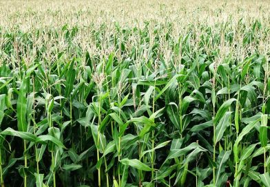 El maíz temprano a salvo de Spiroplasma, focos puntuales de chicharrita en NOA y NEA, y excelentes perspectivas para el maíz tardío