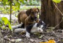 Guía para viajar con mascotas desde Argentina: Qué se necesita y cómo hacer el trámite