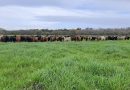 INTA Médanos invita:  Jornada de “Producción eficiente en pastizales naturales”