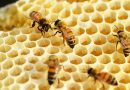 Sanidad apícola para el fortalecimiento de la producción de alimentos