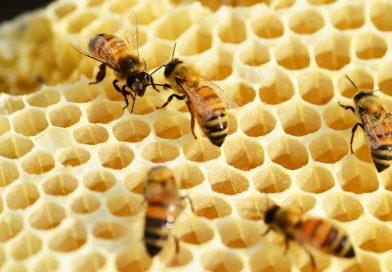 Sanidad apícola para el fortalecimiento de la producción de alimentos Sanidad apícola para el fortalecimiento de la producción de alimentos