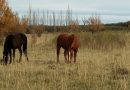 Encefalomielitis equina: Cómo prevenir la enfermedad durante la temporada de calor