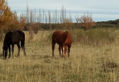 Encefalomielitis equina: Cómo prevenir la enfermedad durante la temporada de calor
