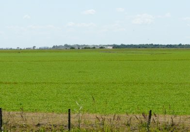 Cómo preparar la próxima campaña: suelos, agua y fertilización
