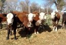 Recría pastoril.  Con un clima que sigue dando tregua, la recría a campo vuelve a pisar fuerte.