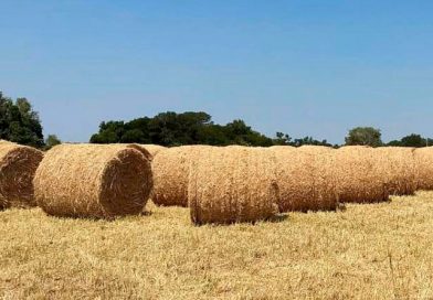 Reservas forrajeras: cómo aprovechar los excedentes