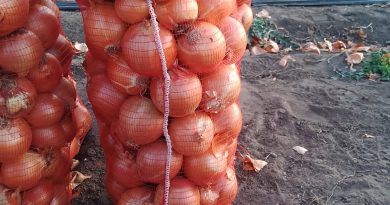 CEBOLLA/CEPEA: Incluso con disponibilidad ya reducida, las cotizaciones son presionadas en Santa Catarina