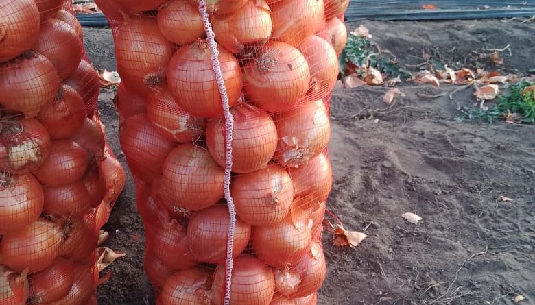 CEBOLLA/CEPEA: Incluso con disponibilidad ya reducida, las cotizaciones son presionadas en Santa Catarina CEBOLLA/CEPEA: Incluso con disponibilidad ya reducida, las cotizaciones son presionadas en Santa Catarina