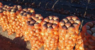 CEBOLLA/CEPEA: Los precios se estabilizan en Carolina del Sur, pero la calidad sigue disminuyendo. CEBOLLA/CEPEA: Los precios se estabilizan en Carolina del Sur, pero la calidad sigue disminuyendo.