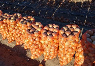 CEBOLLA/CEPEA: Los precios se estabilizan en Carolina del Sur, pero la calidad sigue disminuyendo. CEBOLLA/CEPEA: Los precios se estabilizan en Carolina del Sur, pero la calidad sigue disminuyendo.