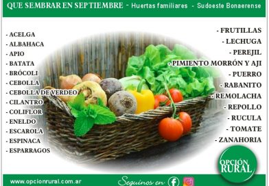 Que podemos sembrar en el mes de septiembre?