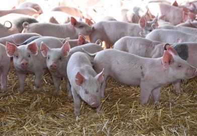 SENASA monitorea predios para resguardar y revalidar la condición sanitaria de Argentina SENASA monitorea predios para resguardar y revalidar la condición sanitaria de Argentina