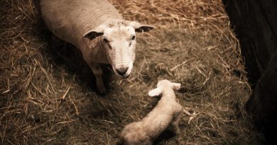 Radar Ganadero de la Patagonia: año 3 N°1 – enero del 2026