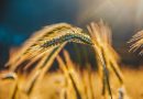 Pese a las lluvias, la intención de siembra apunta un 30% menos de trigo en la región núcleo.