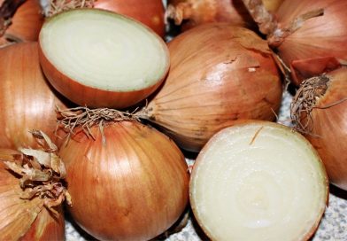 Informe desde Brasil: Incluso con cosecha lenta en el Nordeste, la mayor oferta presiona los precios.