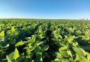 Argentina se convierte en el primer país del mundo en aprobar una nueva tecnología herbicida para el control de malezas