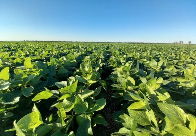 Argentina se convierte en el primer país del mundo en aprobar una nueva tecnología herbicida para el control de malezas