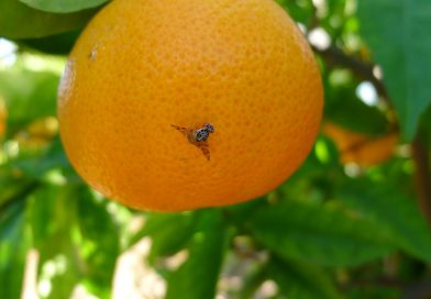 Recomendaciones a los turistas para prevenir el ingreso de la Mosca de los frutos
