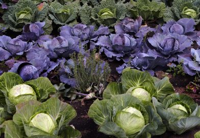 Que sembrar en marzo en el Sudoeste Bonaerense