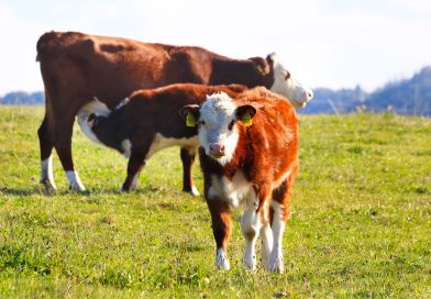 Argentina busca aumentar 50% la producción de proteína animal en cinco años