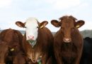Nueva capacitación en Mayor Buratovich – Trayecto: Inseminador/a Artificial
