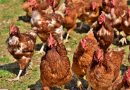 Detección de un caso de influenza aviar en aves de traspatio en Buenos Aires
