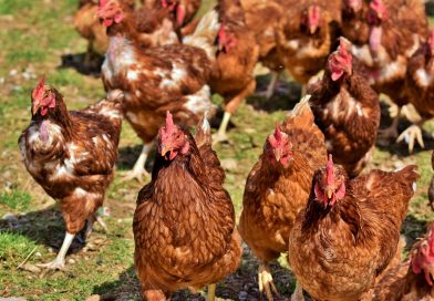 Detección de un caso de influenza aviar en aves de traspatio en Buenos Aires