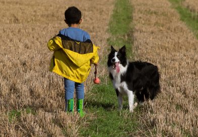 Medidas sanitarias para prevenir la hidatidosis en producciones pecuarias Medidas sanitarias para prevenir la hidatidosis en producciones pecuarias