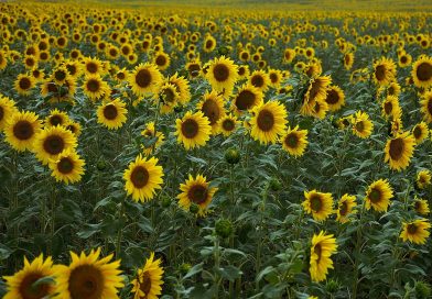 Avance de siembra de girasol y maíz.