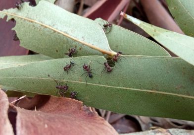 Estudian el manejo de hormigas cortadoras en plantaciones forestales