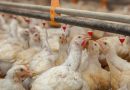 Argentina refuerza controles de Influenza aviar por un brote en granja comercial en Brasil