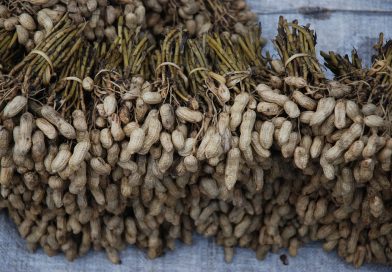 Maní argentino en ascenso: 1,8 Mt de producción y el mayor volumen exportado en 12 años
