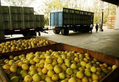 Mosca de los frutos: nuevas medidas para resguardar las áreas libres y protegidas de Argentina