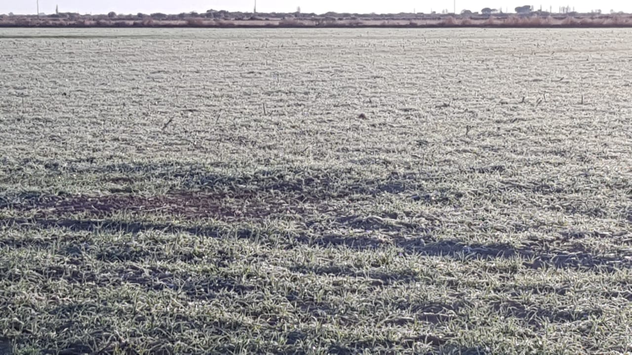 Quienes fueron los afectados por las heladas en trigo y maíz - Opción ...