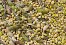 Pautas para el manejo de granos de soja
